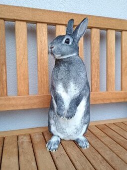 Zakrslý Rexík činčilový s PP