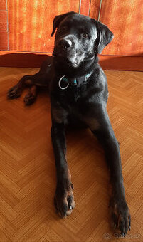 Rotvajler štěně bez pp