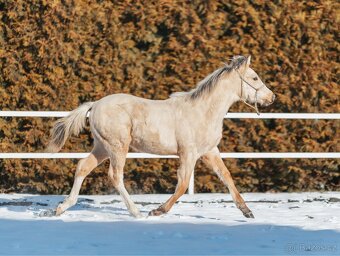 Luxusní hřebeček Quarab 2025