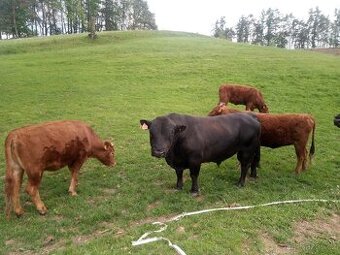 PLEME NNÝ BÝK DEXTER