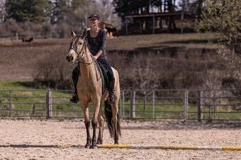 Lusitano klisna na prodej do konce kětna pak zustane v chovu