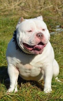 American Bully-krytí