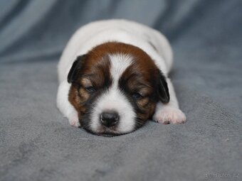 Jack russel terier
