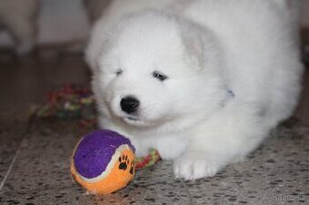 samojed štěňátka s PP - 1