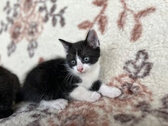 Daruji koťata 🐈‍⬛