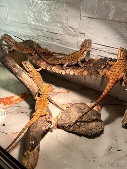 Agama vousata