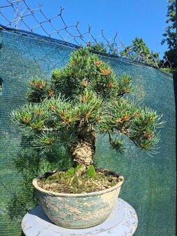 Bonsai,bonsaj Borovice drobnokveta