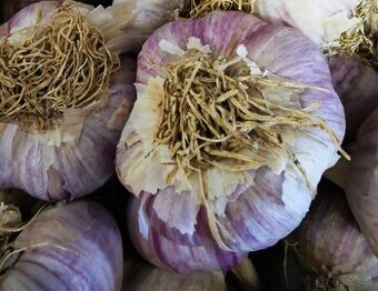 Český česnek odrůda Karel IV. paličák, větší stroužky