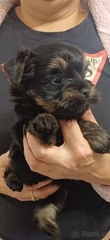 Jorkšírský Yorkšírský terier