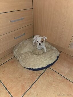 ČIVAVA KRÁTKOSRSTÁ HOLČIČKA