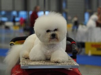 Bišonek štěňátka s PP