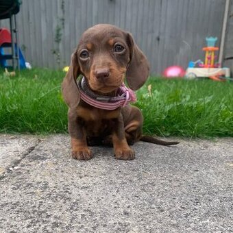 Jezevčík- hladkosrstý, trpasličí, hnědý