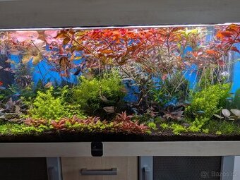 Akvarijní rostlinky