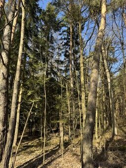 Prodám lesní pozemky v k.ú. Vlastiboř u Soběslavi