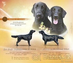 Flat couted retriever