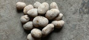 Konzumní brambory - 1