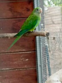 Prodám 2 loňské samicky papouška nádherného - 1