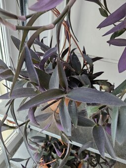 Tradescantia pallida- Voděnka fialová