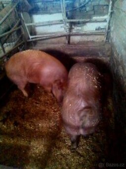 Duroc & Landras, svině -maso -chov..