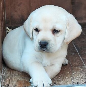 Nabídka štěňat labradorského retrievera