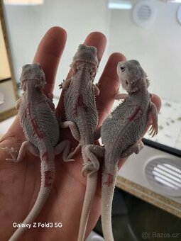 Agama vousata - 1