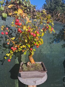 Bonsai Jabloň