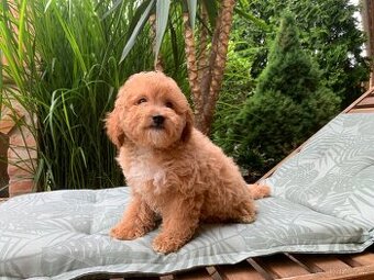 Cavapoo