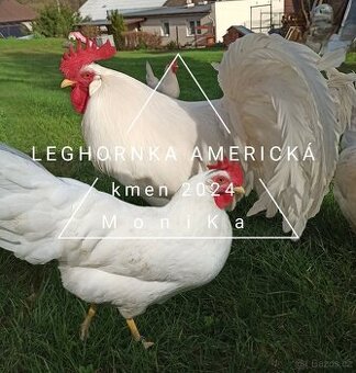 Násadová vajíčka leghornka americká