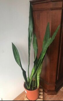 Sansevieria