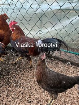 Vlaška koroptví
