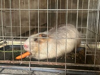 Nutrie přeštické plemeno - 1