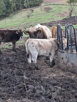 Za stavové jalovice