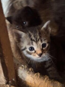 Koťátka za odvoz 😊