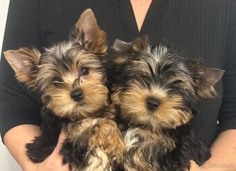 Jorkšírský teriér s PP FCI štěně kluci ihned k odběru