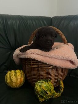 Labradorský retrívr s PP - čokoládová štěňátka