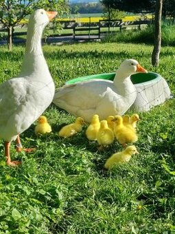 Česká husa - k chovu