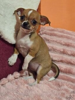 ČIVAVA KRÁTKOSRSTÁ MALÁ SLEČNA