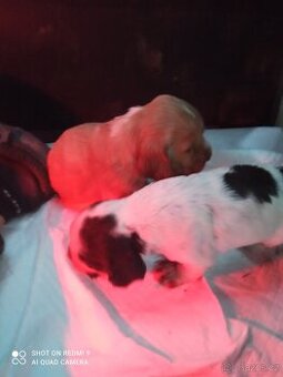 Anglický kokršpaněl štêňata