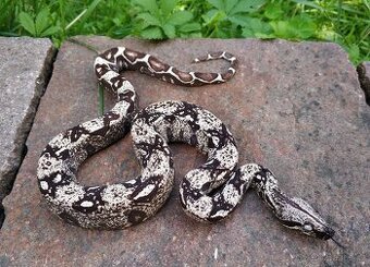 Boa imperator - Scoria Paradigm, IMG Arctic, IMG Paradigm