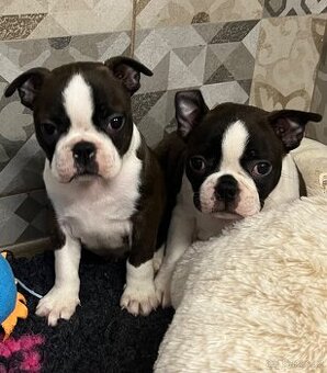 BOSTONSKÝ TERIÉR s PP