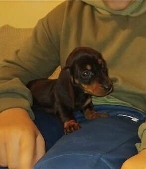 Trpasličí jezevčík