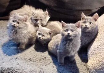 Britská koťata už volné jenom 2  kočičky.
