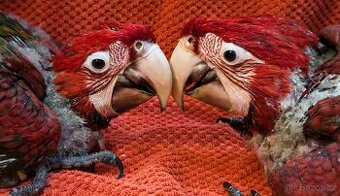 Ara zelenokřídlý (Ara chloroptera)