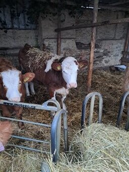 Prodám červenou straku