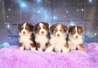 Austrálsky ovčak fenka