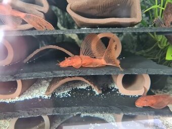 Ancistrus Super Red Long Fin / Short - posledne kusy
