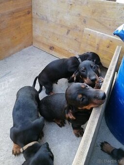 Jezevčík trpasličí