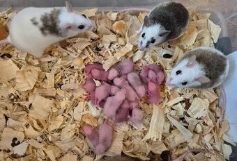 Myši, mastomyši, potkani