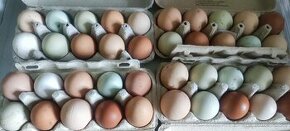 Kvalitní domácí vejce