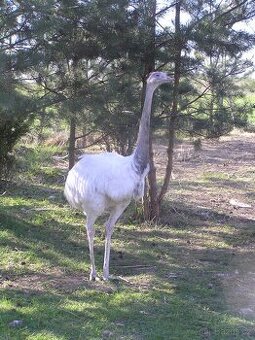 Nandu pampový bílá forma - Rhea americana
